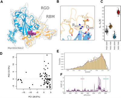 SARS-CoV-2 Spike Protein Unlikely to Bind to Integrins via the Arg-Gly-Asp (RGD) Motif of the Receptor Binding Domain: Evidence From Structural Analysis and Microscale Accelerated Molecular Dynamics